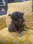 French Bulldog puppies