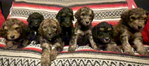 Bernedoodle Puppies (F1B)