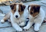 Scottish Collie<br/>Healthy and Friendly Scottish Collie Puppies Ready April 22!