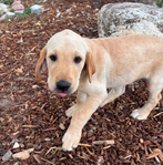 Golden/Lab Puppies<br/>Goldador Puppies!
