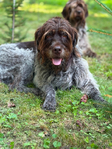 Wirehaired Pointing Griffon<br/>Wirehaired Pointing Griffon Puppies For Sale