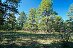 Ridgeway<br/>Scenic Mountain Homesite