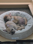 French Bulldog <br/>Akc French bulldog pups