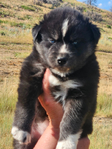 Siberian Husky Puppies