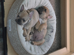 French Bulldog <br/>Akc French bulldog pups