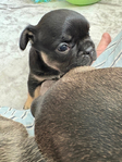 French Bulldog Puppies<br/>Frenchies Ready for Your Easter Gift