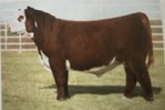Registered Polled Hereford Bulls