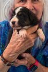 puppies
<br/>Australian Shepherd Puppies