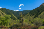Basalt<br/>123 Wapiti Way