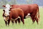 COW CALF PAIRS