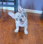 French Bulldog puppies