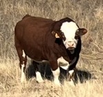 Fleckvieh Simmental Bulls for Sale