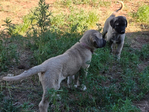 Kangal<br/>Kangal Guardian Puppies