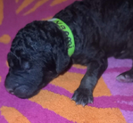 puppy<br/>AKC Standard Poodles