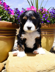Bernedoodle Puppies<br/>Australian Bernedoodle Puppies