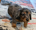 Longhair Dachshund AKC pups!<br/>DNA Tested AKC registered trained pups! 6 wks old!