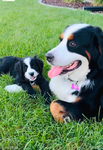 Puppies<br/>Bernedoodle Puppies For Sale!