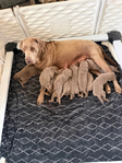 Dog<br/>Silver Lab Puppies