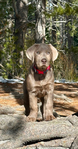 Dog<br/>Silver Lab Puppies