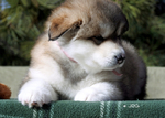 Alaskan Malamute<br/>Alaskan Malamute Pups AKC