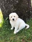 ENGLISH CREAM GOLDEN RETRIEVER PUPPIES<br/>PUPPIES!!
