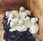 ENGLISH CREAM GOLDEN RETRIEVER PUPPIES<br/>PUPPIES!!