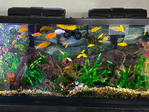 55 Gallon Fresh Water Fish Tank