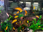 55 Gallon Fresh Water Fish Tank