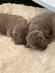Dog<br/>Silver Lab Puppies