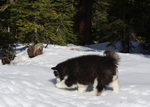 Alaskan Malamute<br/>Alaskan Malamute Pups AKC