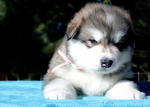 Alaskan Malamute<br/>Alaskan Malamute Pups AKC