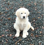 ENGLISH CREAM GOLDEN RETRIEVER PUPPIES<br/>PUPPIES!!