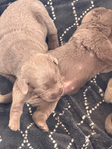 Dog<br/>Silver Lab Puppies