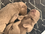 Dog<br/>Silver Lab Puppies