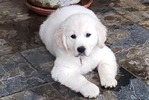ENGLISH CREAM GOLDEN RETRIEVER PUPPIES<br/>PUPPIES!!