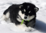 Alaskan Malamute<br/>Alaskan Malamute Pups AKC