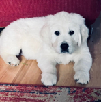 ENGLISH CREAM GOLDEN RETRIEVER PUPPIES<br/>PUPPIES!!