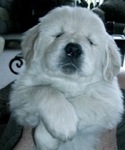 ENGLISH CREAM GOLDEN RETRIEVER PUPPIES<br/>PUPPIES!!