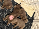 Puppies<br/>Silver lab puppies ready for Christmas!