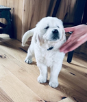 ENGLISH CREAM GOLDEN RETRIEVER PUPPIES<br/>PUPPIES!!