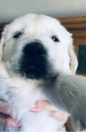 ENGLISH CREAM GOLDEN RETRIEVER PUPPIES<br/>PUPPIES!!