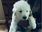 ENGLISH CREAM GOLDEN RETRIEVER PUPPIES<br/>PUPPIES!!