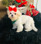 Standard poodle puppies and Schnauzer puppies<br/>Puppies for homing