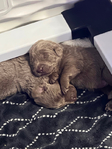 Puppies<br/>Silver lab puppies ready for Christmas!