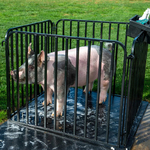Wanted Pig Wash Pen