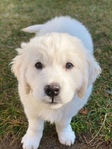 ENGLISH CREAM GOLDEN RETRIEVER PUPPIES<br/>PUPPIES!!