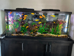 55 Gallon Fresh Water Fish Tank