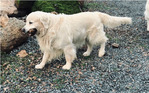 ENGLISH CREAM GOLDEN RETRIEVER PUPPIES<br/>PUPPIES!!