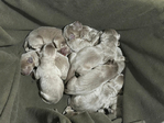 Dog<br/>Silver Lab Puppies
