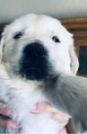 ENGLISH CREAM GOLDEN RETRIEVER PUPPIES<br/>PUPPIES!!